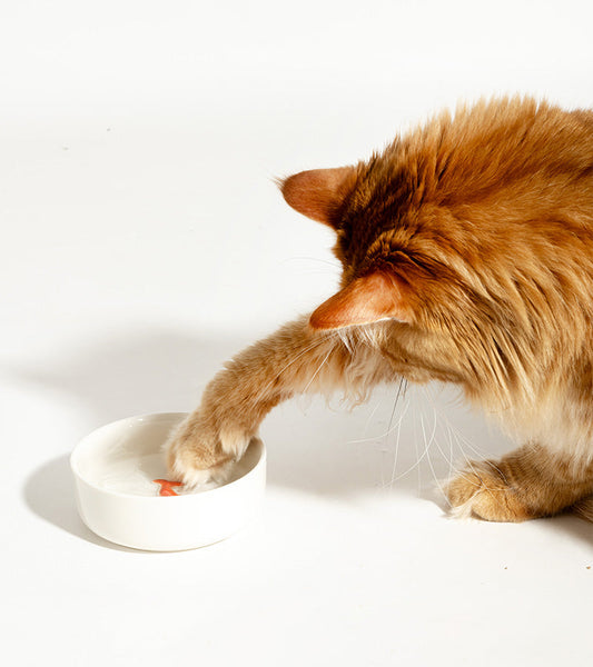Katzen futternapf fisch spielzeug