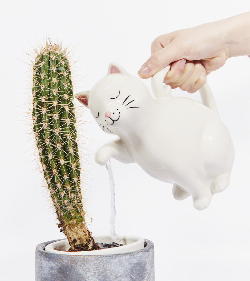 Gießkanne katze