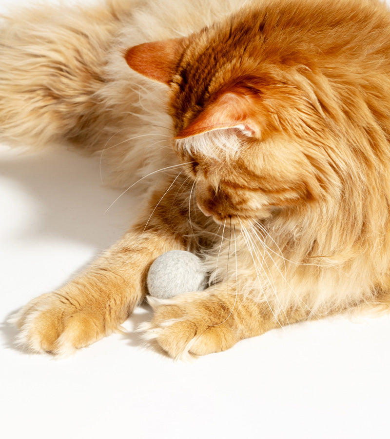Interaktiver katzenball