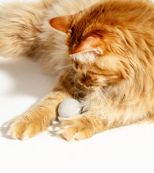 Interaktiver katzenball
