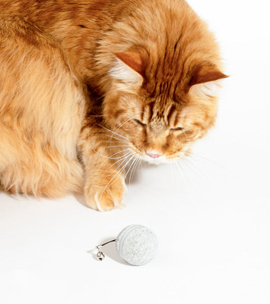 Interaktiver katzenball