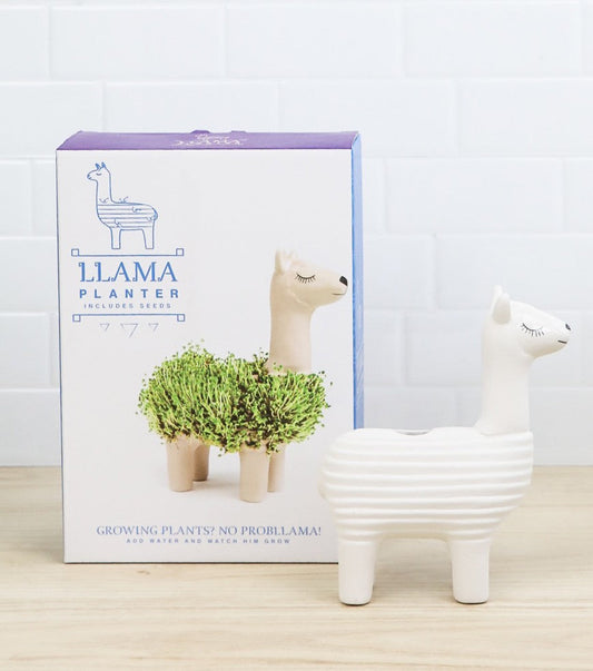 Wachsendes lama
