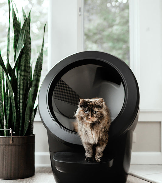 Litter robot 4 selbstreinigende katzentoilette