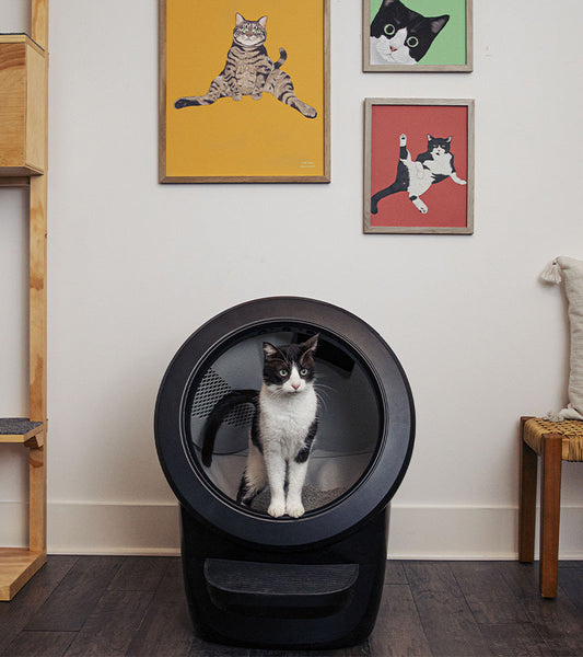 Litter robot 4 selbstreinigende katzentoilette