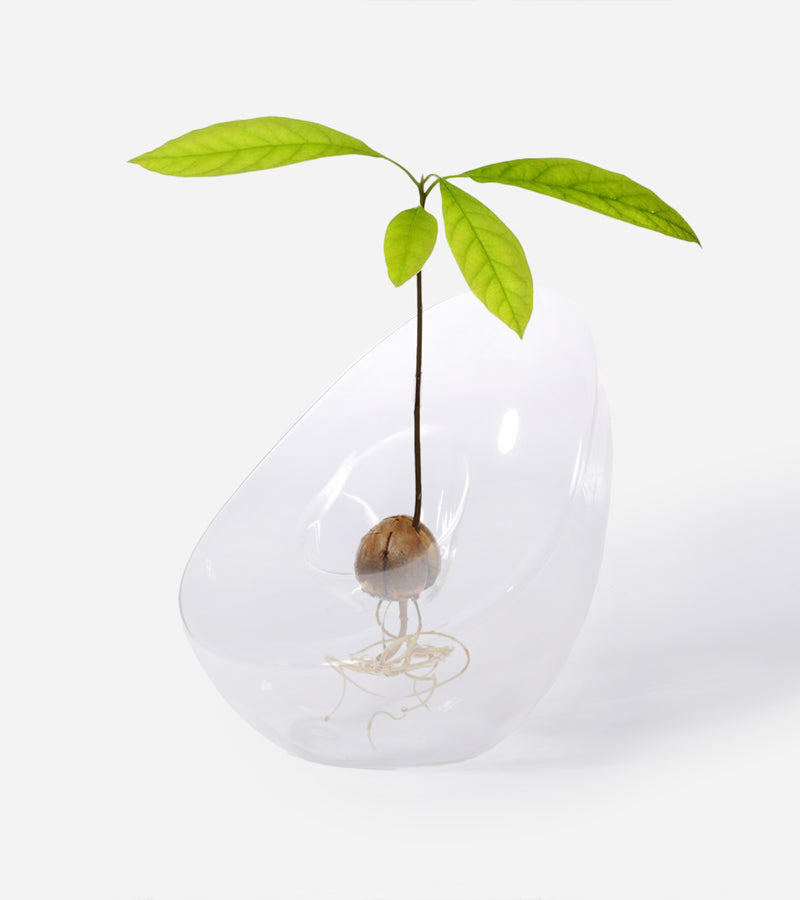 Vase für Avocadokerne