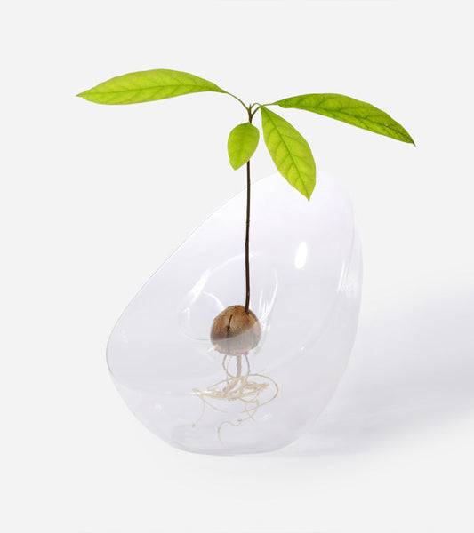Vase für Avocadokerne